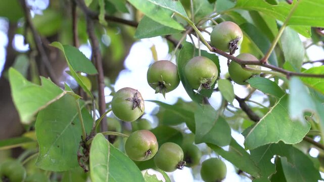Green Crab Apples on a branch of a Crab Apple tree