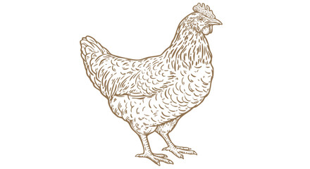 Chicken, farm hen sketch. Hand drawn. Vintage retro print hen, black drawing chicken, engrave old school style. Sketch artwork silhouette rooster, chicken, hen, white background. Vector Illustration