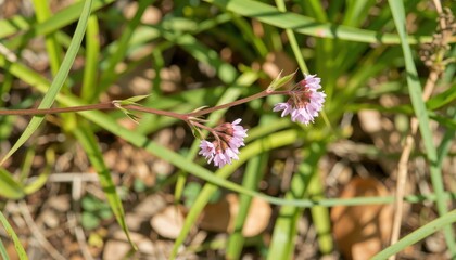 Delicate purple wildflowers blooming in a natural setting close-up view beauty and diversity of nature