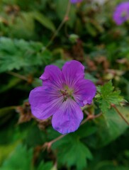 Fototapeta premium violet flower in the garden