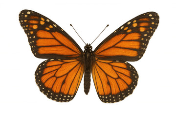 Beautiful monarch butterfly with spread wings, isolated on transparent background, perfect for graphic design projects
