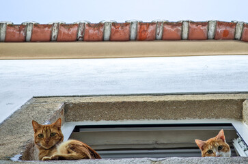 Cats basking in the sun on a windowsill in Castelo de Vide