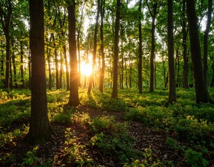 Obraz premium Sunset in Lush Green Forest.