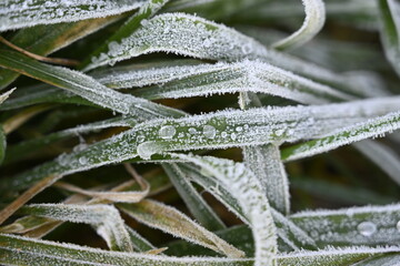 Gefrorenes Gras mit Wasserperle