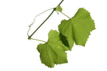 twigs of vine leaves