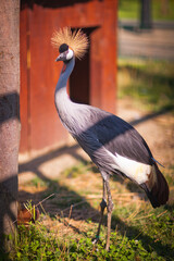 Ogrody magiczne na Zapopradziu w Muszynie. Mini-zoo