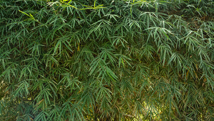 Yellow bamboo trees for ornamental plants in the yard
