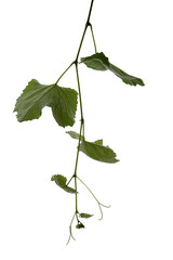 twigs of vine leaves