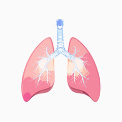 Human heart anatomy illustration vector with a silhouette and a hand drawing design