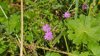 Sweden. Geranium pyrenaicum, otherwise known as hedgerow cranesbill or mountain cranesbill is a...