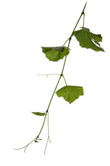 twigs of vine leaves