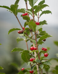 red berries on a tree