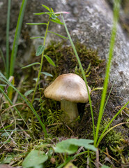 mushroom in the grass