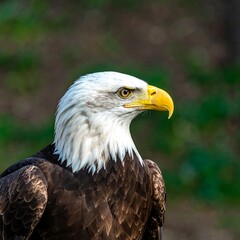 Close-up profile of an eagle
