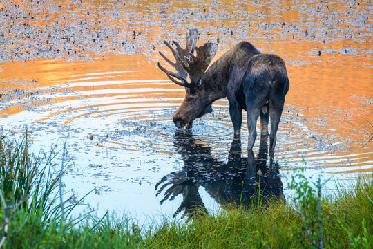 A Moose grazes in the waters of Sheep Lakes in Rocky Mountain national park
