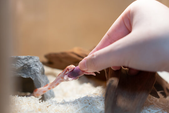 Hand Feeding a Corn Snake with Frozen Pinky Mouse in Captivity