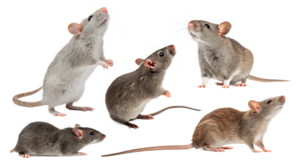various rats isolated transparent background