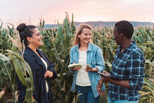 Farmers examining corn crops in field during harvest season - Powered by Adobe
