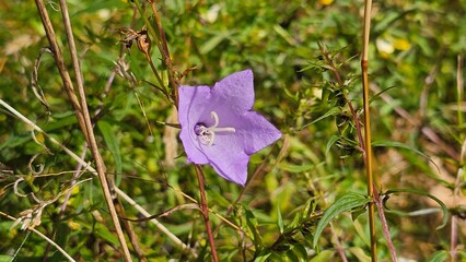 Sweden. Campanula persicifolia, the peach-leaved bellflower, is a flowering plant species in the...