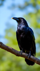 A close up of a black crow perched on a branch with a blurred green and blue background behind it