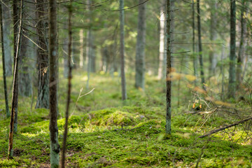 Obraz premium Serene Lithuanian forest with tall pines, moss-covered ground, and lush greenery creating a peaceful, untouched atmosphere.