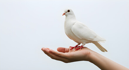 A beautiful white dove perches gently on a hand
