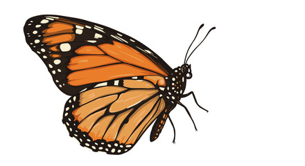 Fototapeta premium Vibrant monarch butterfly with detailed wing pattern on white background