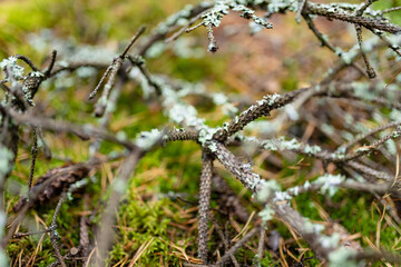 Close-up of mossy forest floor in Lithuania with lichen-covered branches and soft green textures.