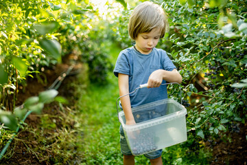 Cute little boy picking fresh berries on organic blueberry farm on warm and sunny summer day. Fresh healthy organic food for small kids.
