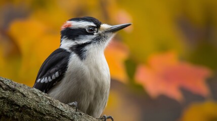 Obraz premium Colorful woodpecker perched on tree branch with blurred green foliage background, vibrant wild bird scene in forest nature, wildlife animal concept with feather details