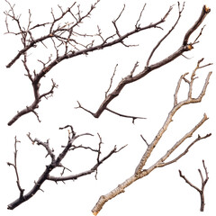Assorted Tree Branches on White Background for Design Projects and Botanical Concepts