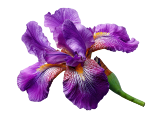 iris isolated on white background