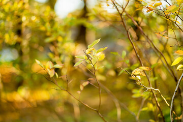 Autumn branches with yellow-green leaves in soft focus and warm sunlight