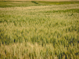 field of wheat