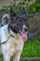 a black and white dog against a background of green grass. The animal is on a leash, its ears are alert and its brown eyes are expressive. 