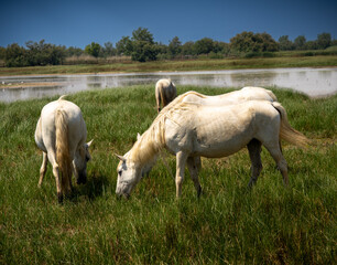 Fototapeta premium Group of white horses grazing in a wetland field at sunset, with warm light reflecting on the landscape.