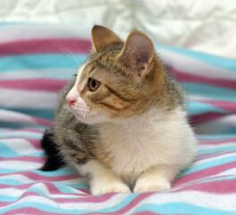 a white-red-gray kitten lying on a striped blanket. The animal is turned in profile, looking...