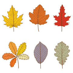 Autumn fall leaves. Autumn detailed hand draw leaves collection. Fall leaves, Maple, Acorns, Oak, Beech leaf, Elm leaf, Hornbeam, Vine leaf, Potentilla, Cinquefoils