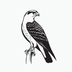  falcon on a branch