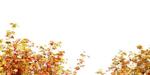autumn leaves tree branch in corner isolated on white background
