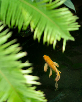 yellow tropical fish