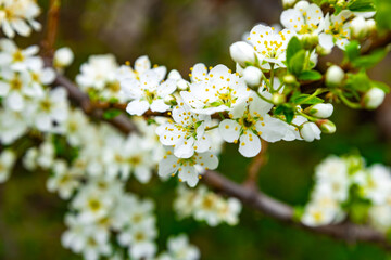 Obraz premium Blossoming white flowers on a branch during spring, showcasing nature’s beauty in a vibrant garden around midday