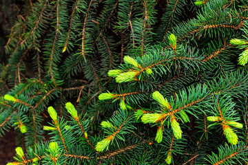 Fresh green pine sprigs and abundant foliage captured in a lush forest during the early morning light