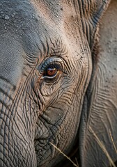 Fototapeta premium Close-up of an African Elephants Eye.