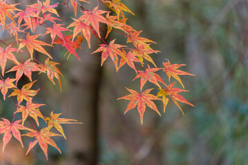 秋の紅葉したモミジの葉