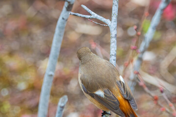 冬の枝にとまるジョウビタキの後ろ姿