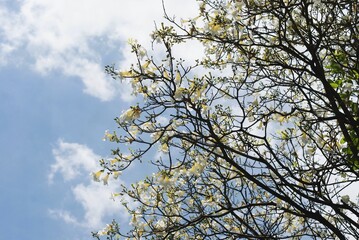 Flowers in the Sky