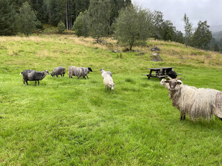 Obraz premium Sheep in a green grassy meadow in a valley in the countryside of Norway, August, 2025