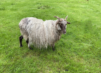 Obraz premium Sheep in a green grassy meadow in a valley in the countryside of Norway, August, 2025