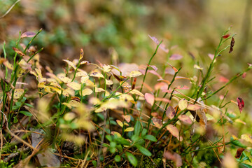 Small lingonberries berries grow among moss, pine needles, and greenery on the forest floor.